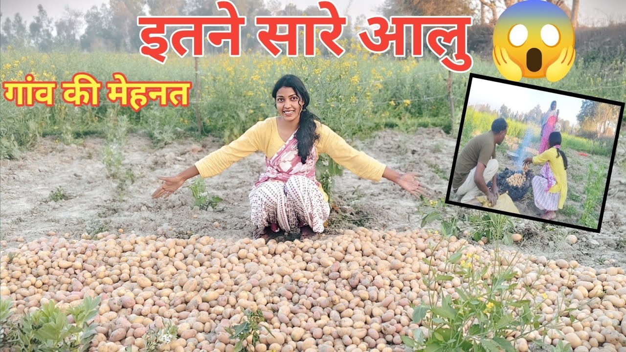 गांव की जिंदगी आलू खोदने का पुरा ब्लॉग.. कीतने किलो होगे🔥