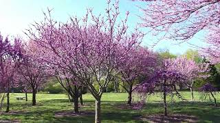 Botanical Gardens walk-through in Springfield (part 1)