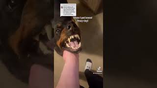 Rottweiler growling / purring with happiness