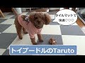 サンコーのおくだけ吸着タイルマット☆　きりんちゃんと遊ぶトイプードルのTaruto