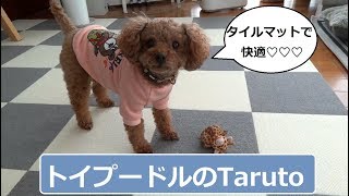 サンコーのおくだけ吸着タイルマット☆　きりんちゃんと遊ぶトイプードルのTaruto