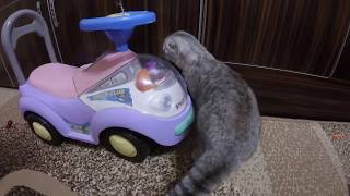 Играем с Кошкой Перьями от Голубей (пахнут птицей) 😻 Шотландская Вислоухая Кошка Хлоя Бесится 🐱 Играем с Кошкой Перьями от Голубей (пахнут птицей) 😻 Шотландская Вислоухая Кошка Хлоя Бесится 🐱