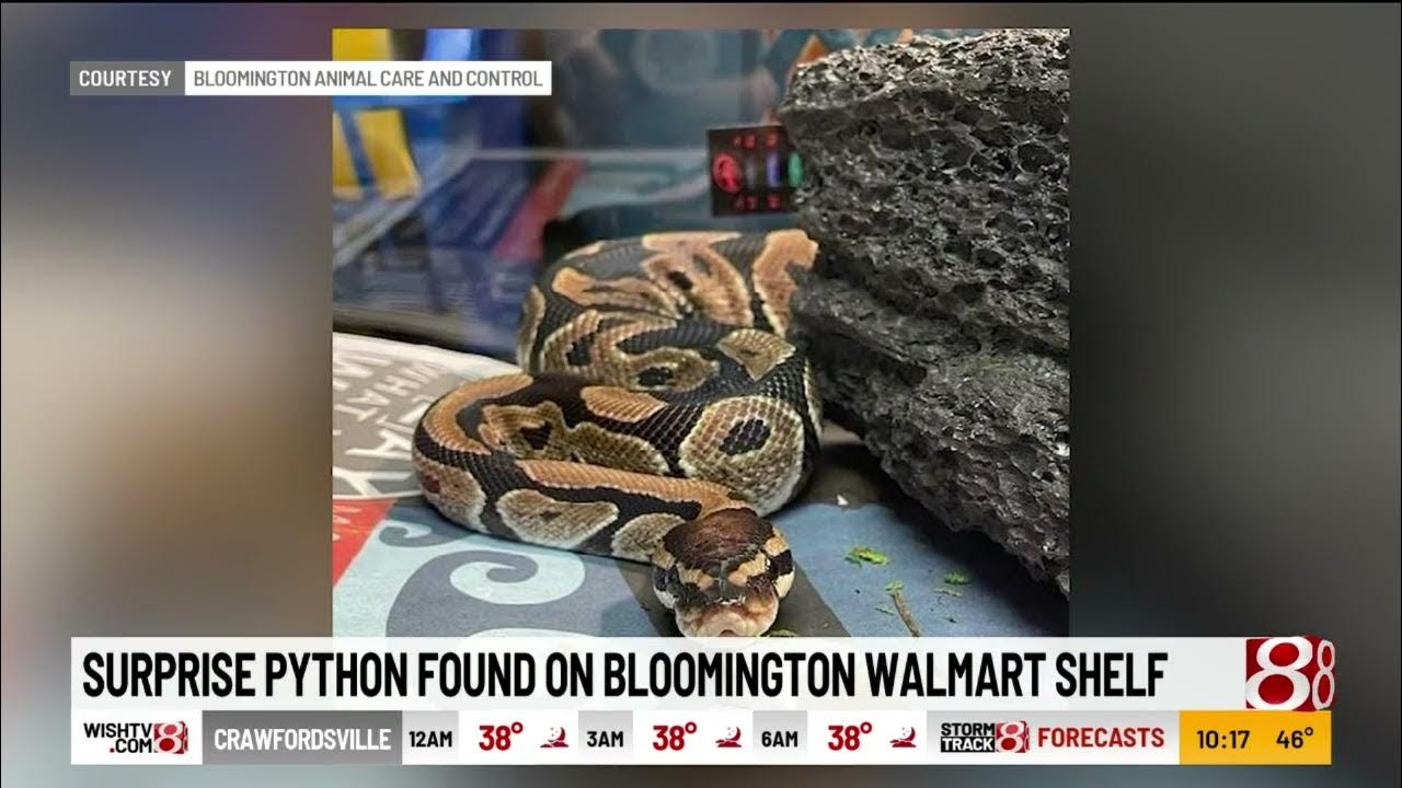 Surprise python found on Bloomington, Indiana, Walmart shelf - YouTube
