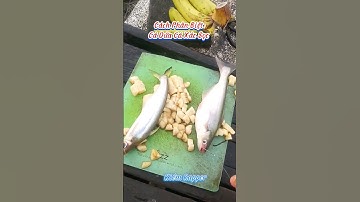 #Shorts / Cách phân biệt cá dứa cá xác sọc miền tây sông nước #KiềmRapper