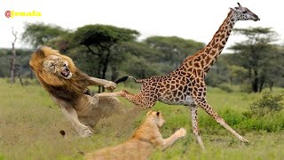 Utashangaa Simba 11 Walifeli Kumuwinda Twiga Mbugani Amazing 11 lions fail over a single Girrafe