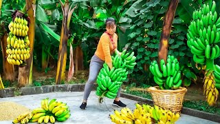 Harvesting Wild Bananas and Banana Flowers Goes To Market Sell - Daily life | New Free Bushcraft