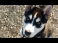 Husky Puppy Compilation!😍 (SO CUTE)