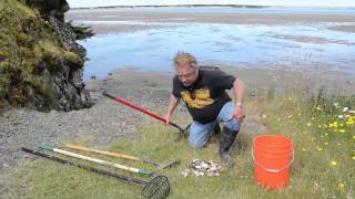 Lincoln City Clamming - Learn To Clam at Siletz Bay, Softshell and Purple Varnish Clams