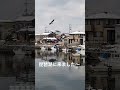 懐旧、舟木一夫さん「はぐれカモメ」1979年。琵琶湖にはユリカモメが凡そ1000羽程いるらしいですね〜。