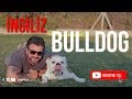 Köpek Irkları - İngiliz Bulldog