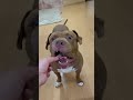 ステーキを狙う犬#shorts