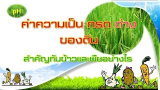 ความเป็นกรด-ด่างของดิน สำคัญกับข้าวและพืชอย่างไร?