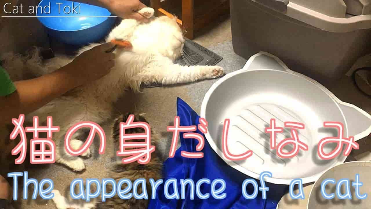 猫グッズ 犬用品 ペット用ブラシ動画 Youtube