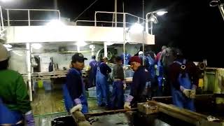 Inilah rutinitas kerja dikapal ikan tuna jepang...Simak video berikut ini!!!