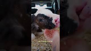 Yalnız Büyüyen Inek Yavrusu Nasıl Arkadaş Olunacağını Bilmiyordu Resimi