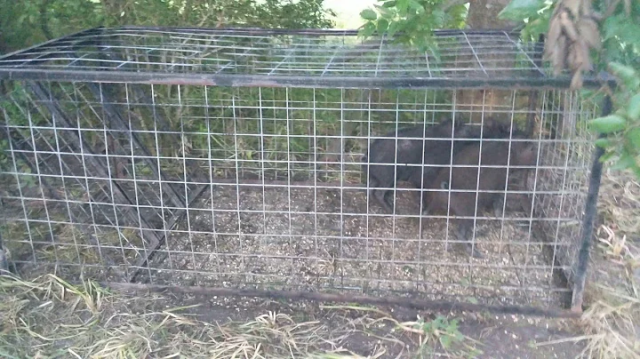 3 Piglets in Voorhies Hog trap from Tractor Supply
