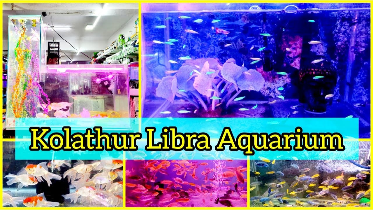 Libra Aquarium Vlog Part 1 Kolathur Best Aquarium Shop YouTube
