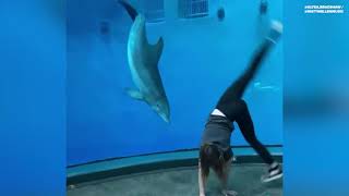 Dolphin Flips With Cartwheeling Woman At Indianapolis Zoo