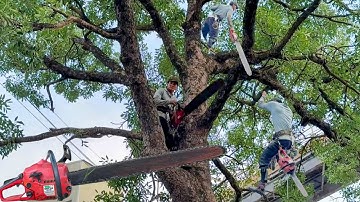 Cưa  hai  cây  xà  cừ  tím siêu nhánh,Gần  nhà  ,Gần  dây  điện  .Cưa  cây  kỷ thuật  cao
