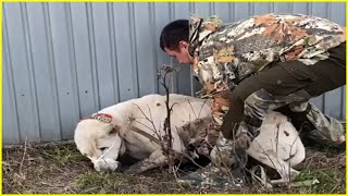 Не тратьте время на меня! Бедная собака со слезами на глазах сдалась и ждала конца