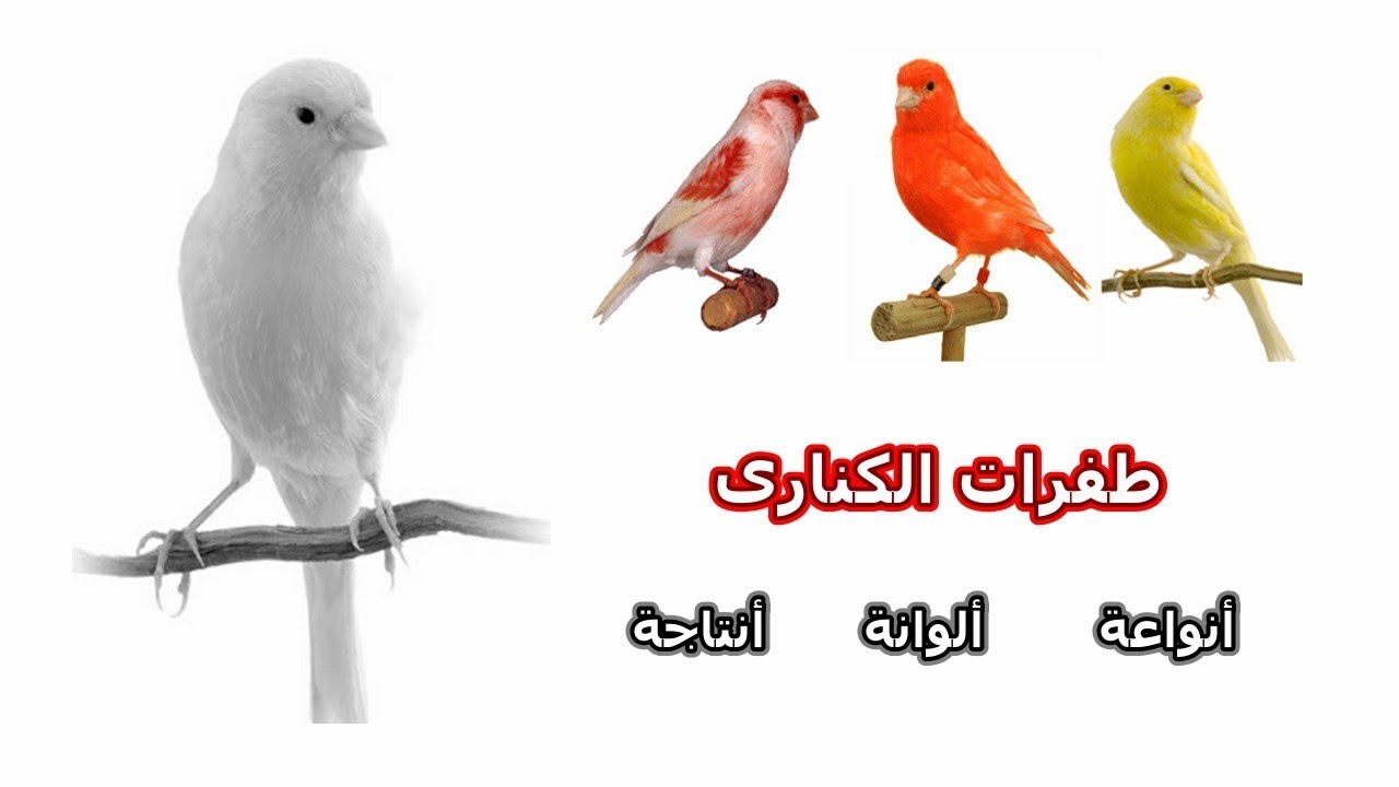 انواع و طفرات و الوان طائر الكنارى