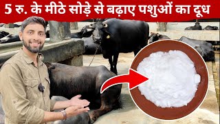 गाय/भैंस को मीठा सोडा खिलाने के गजब फायदे | Baking soda use in dairy farming business