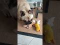 бульдог Мигель #бульдогмигель