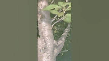 Thumbnail of 창부타령 / 송소희
