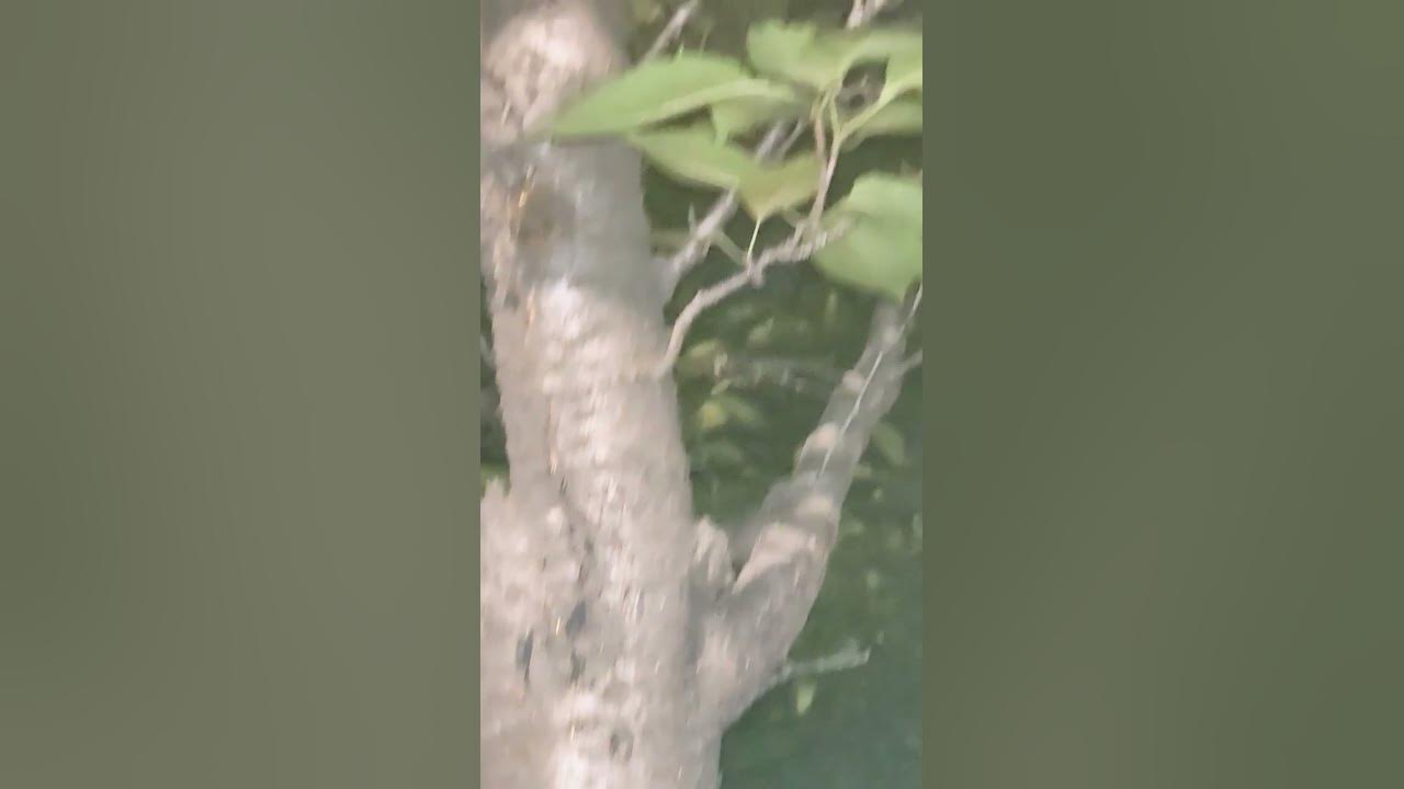 창부타령 / 송소희