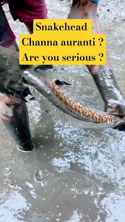 are you serious? auranti snakehead? #channa #aurantimaculata #fish #snakehead