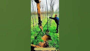 Tree Relocation Surgery: How Machines Gently Uproot Nature’s Giants.