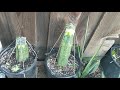 Slab Grafting Trichocereus Cactus