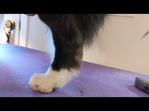 Trimming back feet on your border collie