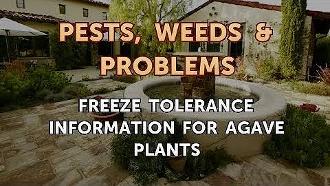 Can an agave survive a freeze?