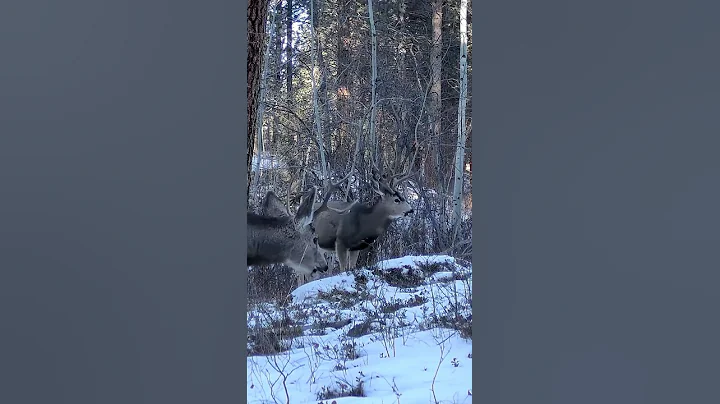 Two Mule Deer Bucks Foraging in Montana #deer #hunting #montana #trailcam #wildlife #nature