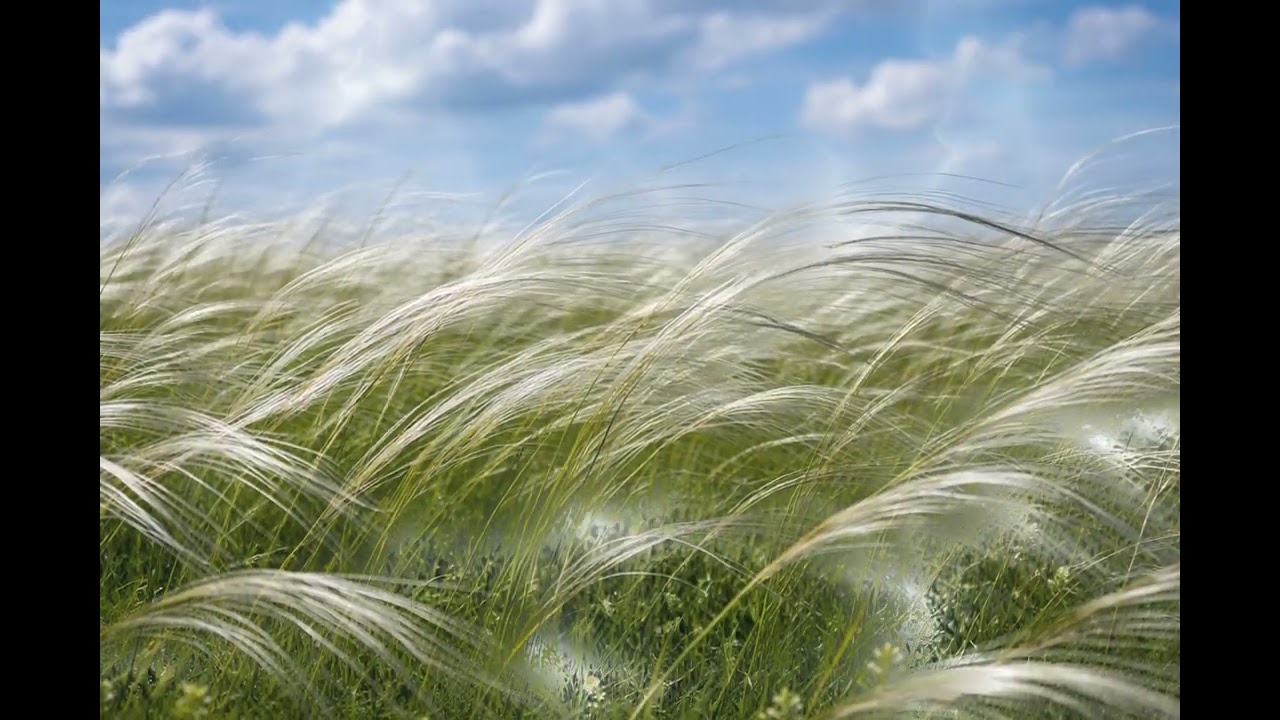 Feather Grass and Wind — Ковыль и ветер