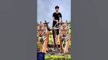 Tiger Turns Farmer! 🐅 Unreal AI Animation #shorts  #tiger #ai #trending