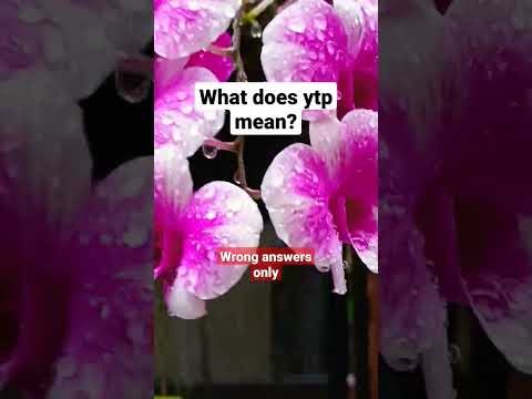what does ytp