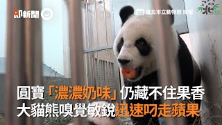 圓寶「濃濃奶味」仍藏不住果香 大熊貓嗅覺敏銳迅速叼走蘋果|台北市立動物園