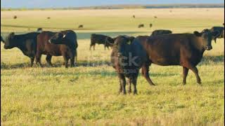 istockphoto 1515295153 640 adpp is