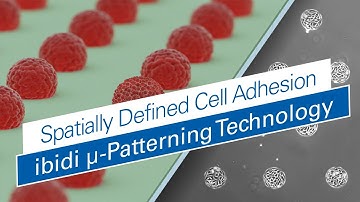 The ibidi µ-Patterning Technology—Achieve Spatially Defined Cell Adhesion with Micropatterning