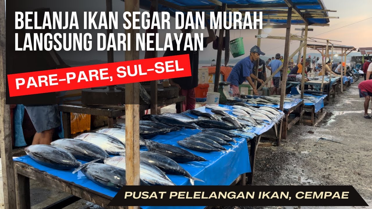 Belanja ikan segar dan murah langsung dari Nelayan, Pusat Pelelangan Ikan, Cempae, Pare-pare,Sul-sel