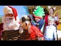 CHRISTMAS PUPPY SURPRISE! - SANTA CAUGHT ON CAMERA- Daily Bumps Christmas Special 2016!