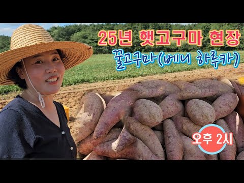 숙성해서 보내 드리는 <strong>꿀고구마</strong>(베니 하루카)
