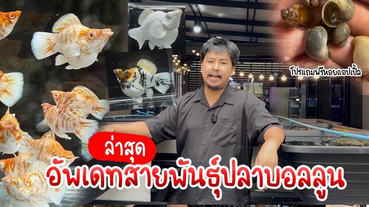 รู้อะไรไม่เท่ารู้งี้ EP87.อัพเดทสายพันธุ์ปลาบอลลูน เดือนพฤศจิกายน ล่าสุด