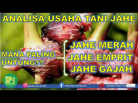 Video: Jahe Multifungsi