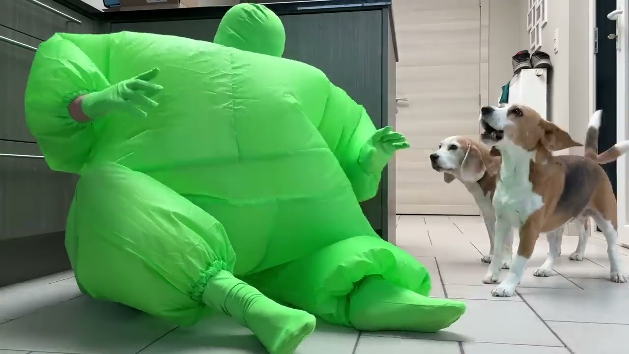 Dog Dances w/Green Chub Suit Man : Funny Dog Louie