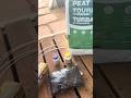 Quick Air Layering Setup: Pre-Make Peat Moss Burritos in Ziploc Bags