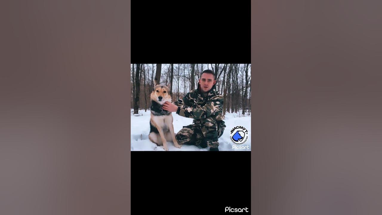 Овчарка Белорусская ушастая🤣 #дрессировка #кинолог #прикол #уцсквисмут ...