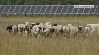 Dominion Energy hires 125 sheep to graze Virginia solar farm
